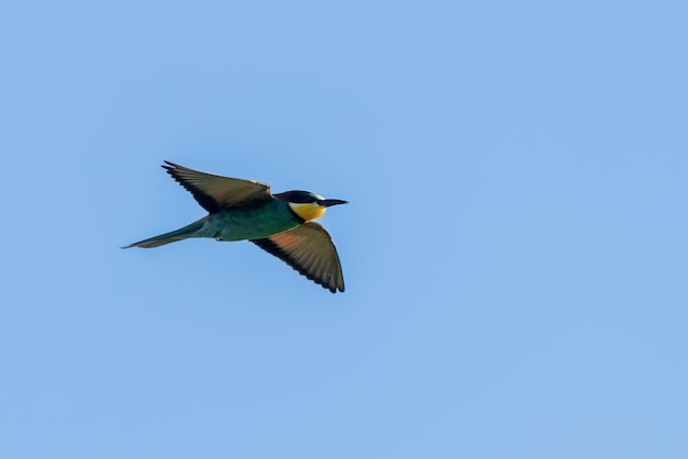 Gruccione europeo in volo (merops apiaster)