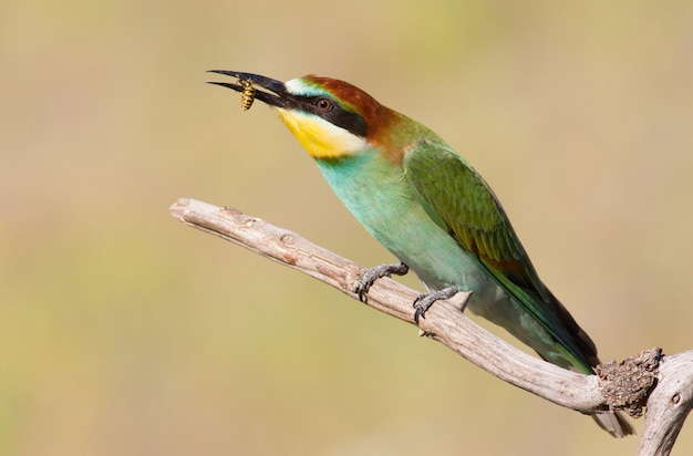 European bee-eater holds a bee in its beak