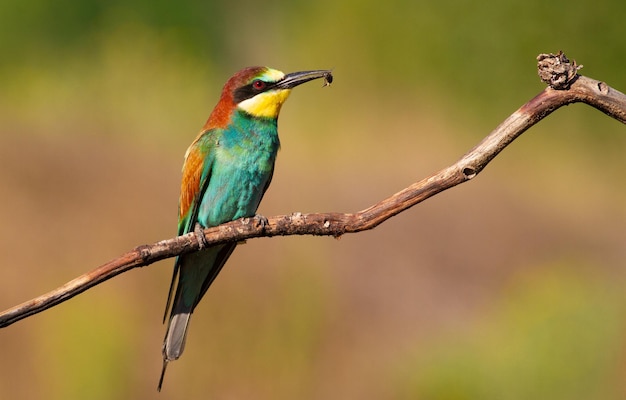 European bee-eater Merops apiaster The bird sits on an branch An adult male with prey in its beak