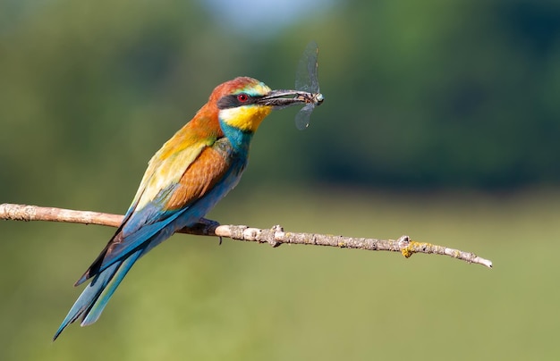 European bee-eater merops apiaster the bird sits on a branch\
and holds a dragonfly in its beak