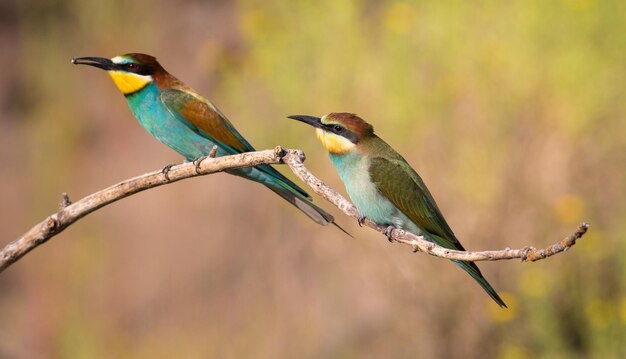 European bee-eater merops apiaster An early sunny morning two birds are sitting on a branch