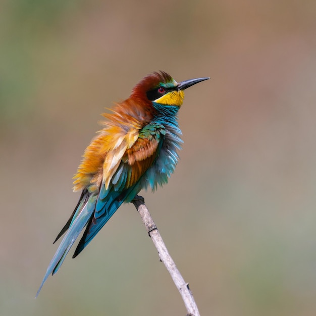 European bee eater Merops apiaster sits on a branch