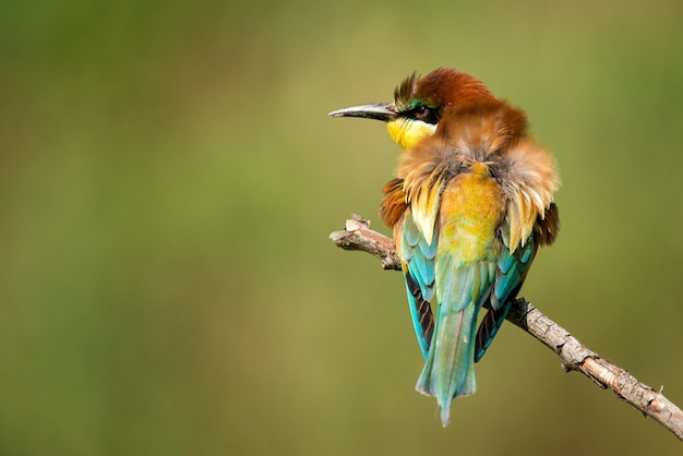 European bee-eater (Merops apiaster) sitting on a stick on a beautiful background.