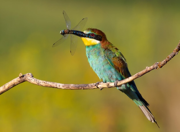 ヨーロッパハチクイ Merops apiaster 晴れた朝 トンボを捕まえた鳥