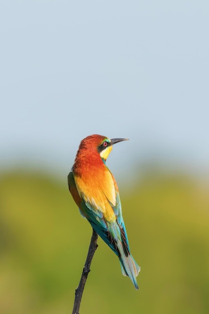 Европейский пчелоед (Merops Apiaster)