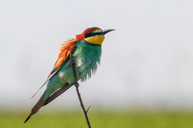 유럽 꿀벌 먹는 사람 (Merops Apiaster)