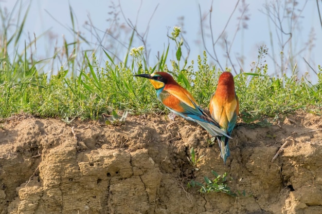 유럽 꿀벌 먹는 사람 (Merops Apiaster)