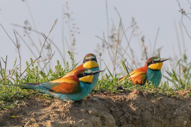 Европейский пчелоед (Merops Apiaster)