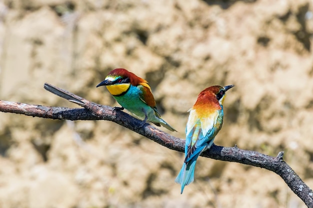 Европейский пчелоед (Merops Apiaster)