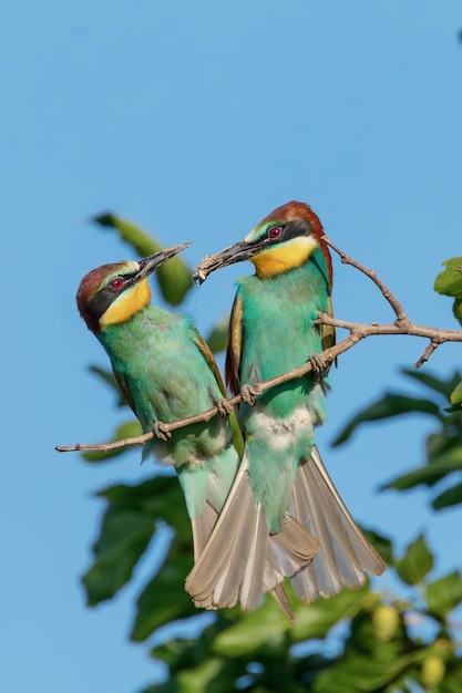 유럽 꿀벌 먹는 쌍 (Merops Apiaster)