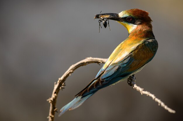 European bee-eater sitting on a branch with prey in beak