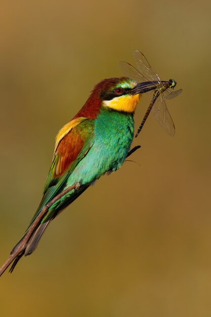 European bee-eater sitting on twig in summer sunlight