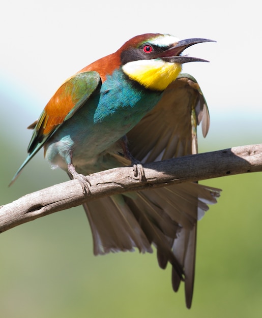 European bee-eater stretches wings