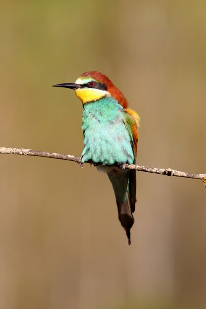 European Bee-eater with the first lights of the day