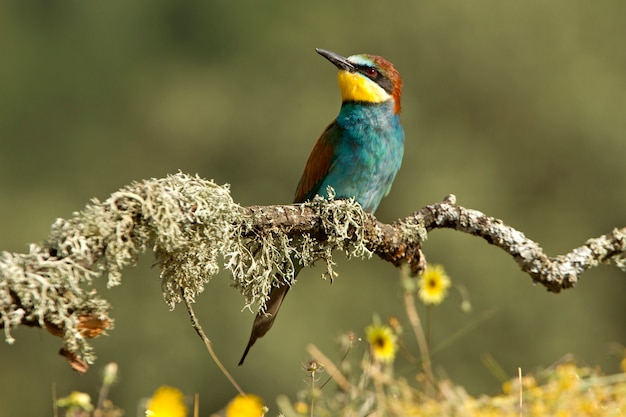 European Bee-eater with the first lights of the day