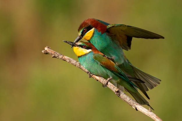 美しい背景で交尾するヨーロッパハチクイ（Merops apiaster）。