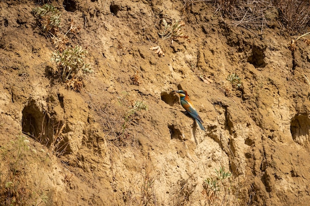 写真 南モラヴィアのワイン畑の壮大な生息地に生息するヨーロッパハチクイチェコ共和国の野生生物に巣を作り、餌を与えるハチクイ