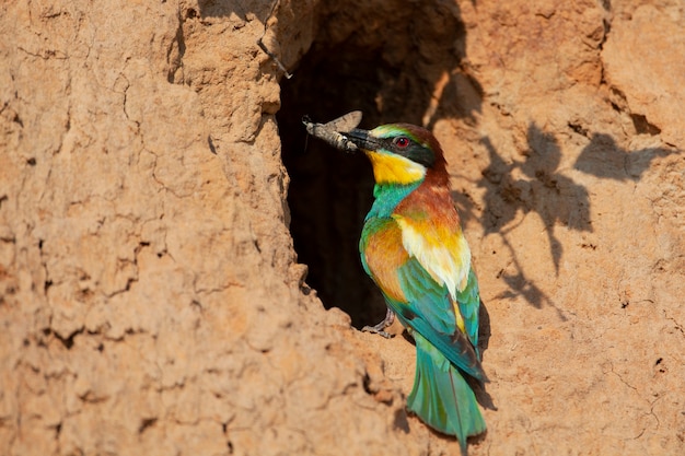 The European beeeater is a near passerine bird in the beeeater family