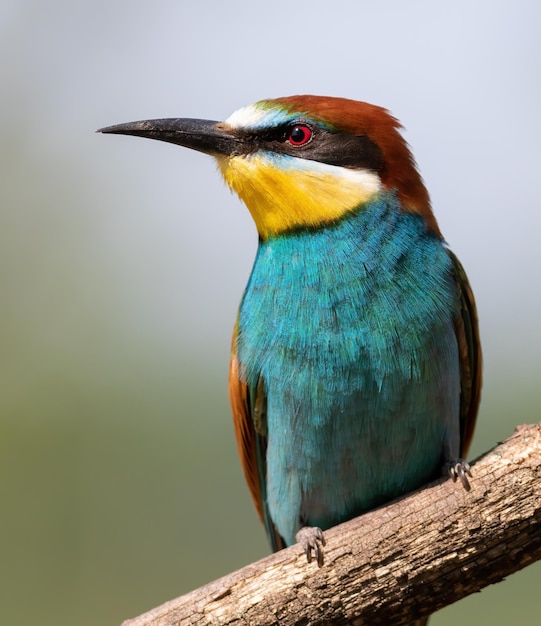 European beeeater merops apiaster Beautiful closeup of the bird in the morning light