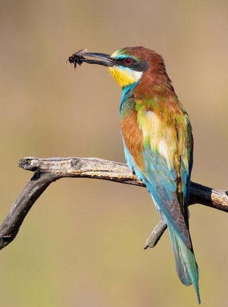 ヨーロッパのハチクイ メロプス アピアスター美しい古い枝に鳥が座って、くちばしで獲物を保持します。