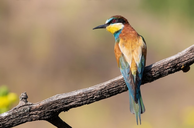 유럽의 beeeater Merops apiaster 아름다운 오래된 나뭇가지에 새가 앉아 있다