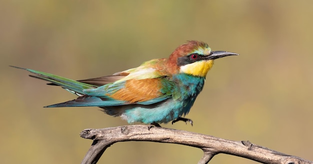 유럽 beeeater Merops apiaster 새가 나뭇가지 위를 걷는다