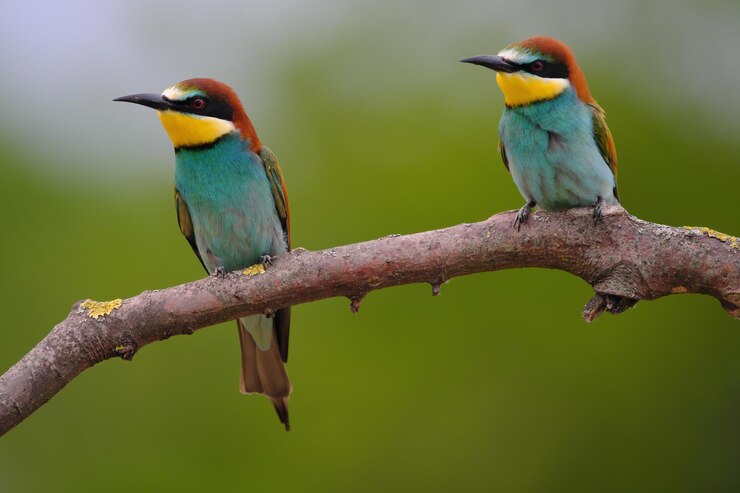 Photo european beeeater merops apiaster on a branch exotic colorful migratory bird