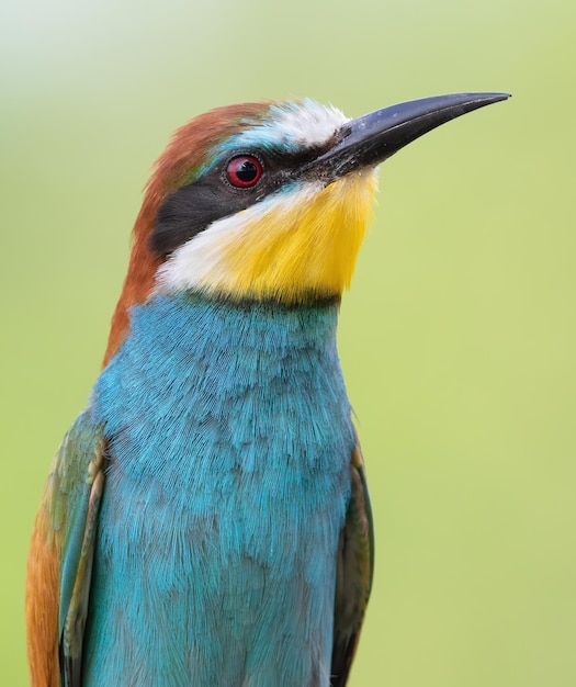 European beeeater Merops apiaster Closeup of the bird against a beautiful blurred background