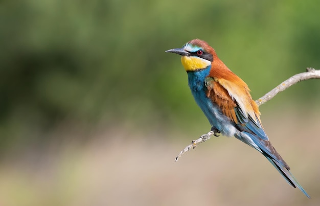 아름 다운 흐린 배경에 대 한 새의 근접 촬영 유럽 beeeater Merops apiaster