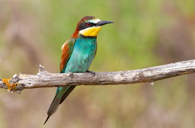 ヨーロッパのハチクイ merops apiaster 乾いた枝に早朝の鳥が座っています。鳥は朝日に美しく照らされています。