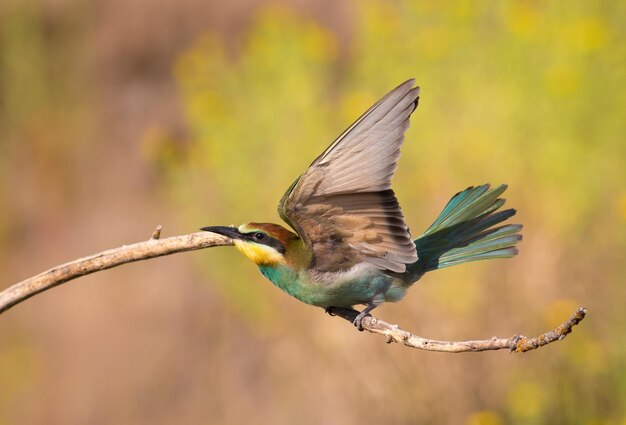 유럽의 beeeater merops apiaster 이른 화창한 아침에 새가 나뭇가지에서 이륙합니다