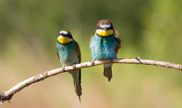 유럽 양봉가 Merops apiaster 이른 화창한 아침에 나뭇가지에 앉아 있는 새들의 가족