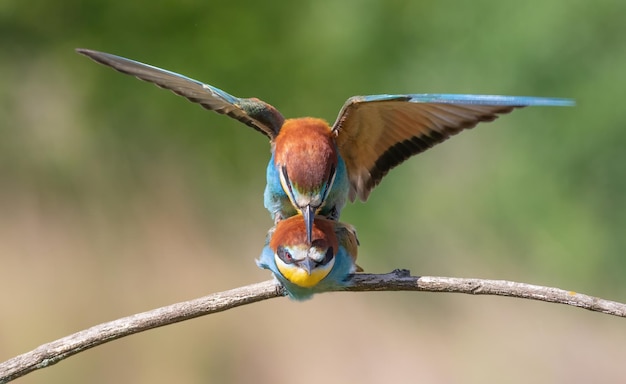 European beeeater Merops apiaster A family of birds engaged in love games