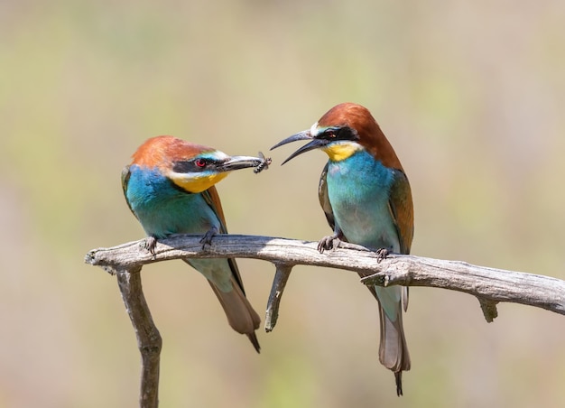 European beeeater Merops apiaster The male gives the female a gift