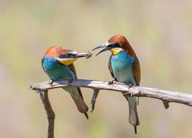 Европейская щурка Merops apiaster Самец дарит самке подарок