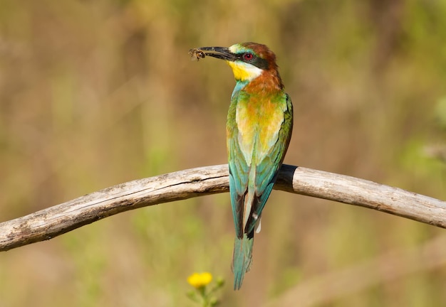 유럽 양봉가 Merops apiaster 유라시아에서 가장 화려한 새가 먹이를 잡았습니다.