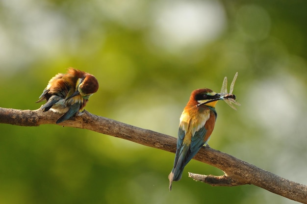 European beeeater Merops apiaster in natural habitat