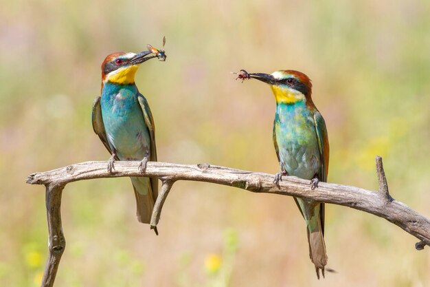 European beeeater merops apiaster Two birds sit on a branch and hold their prey in their beaks