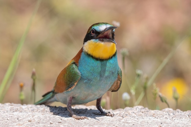 Photo european beeeater merops apiaster