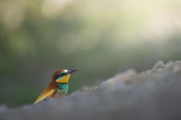 Photo european beeeater merops apiaster