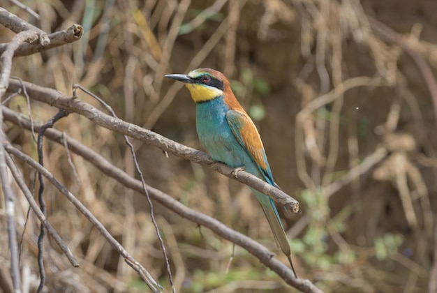 European beeeater Merops apiaster