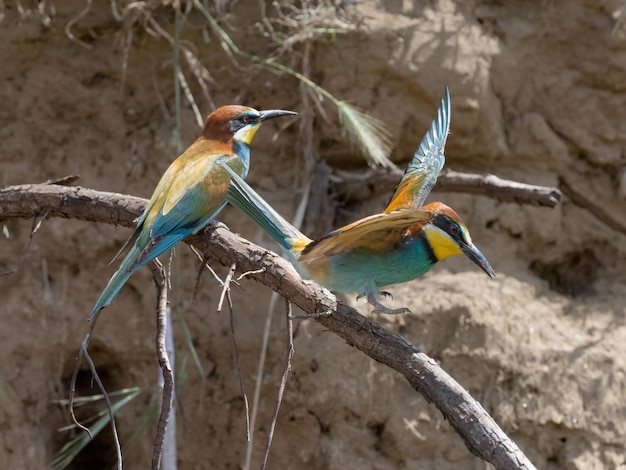 Европейская щурка Merops apiaster