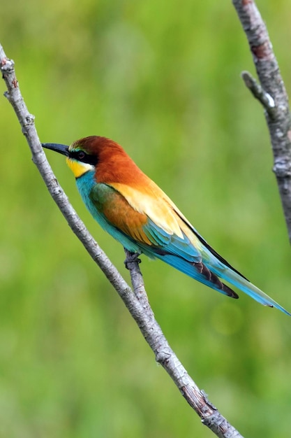 European Beeeater perched on a branch