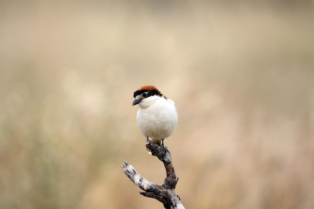 European birds on a branch