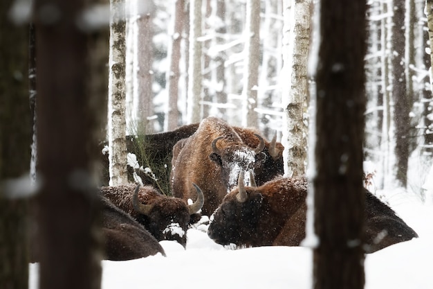 Bisonte europeo nella bellissima foresta bianca durante l'inverno bison bonasus