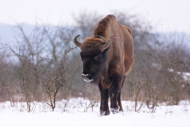 European bison in the beautiful white forest during winter time Bison bonasus