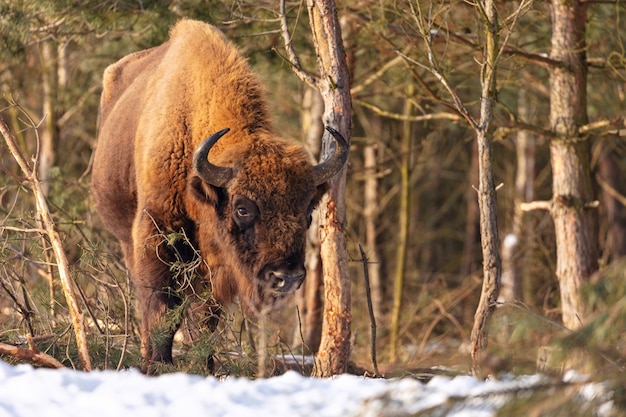 Зубр в красивом белом лесу зимой Bison bonasus