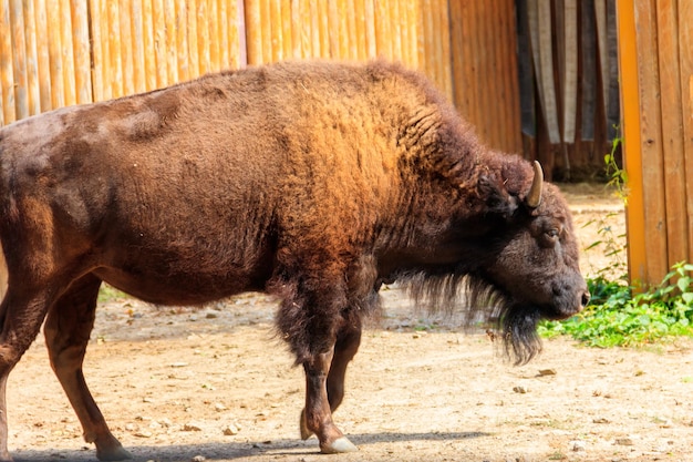 Европейский бизон Bison bonasus, также известный как зубр-зубр в загоне на ферме