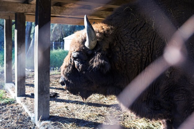 Зубр - Bison bonasus в Молдавском заповеднике.