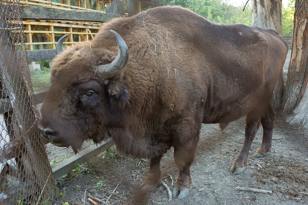 Зубр - Bison bonasus в Молдавском заповеднике.